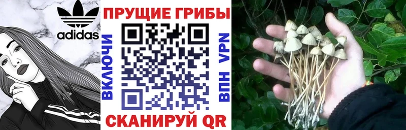 Псилоцибиновые грибы мухоморы  купить  сайты  блэк спрут ссылки  Копейск 